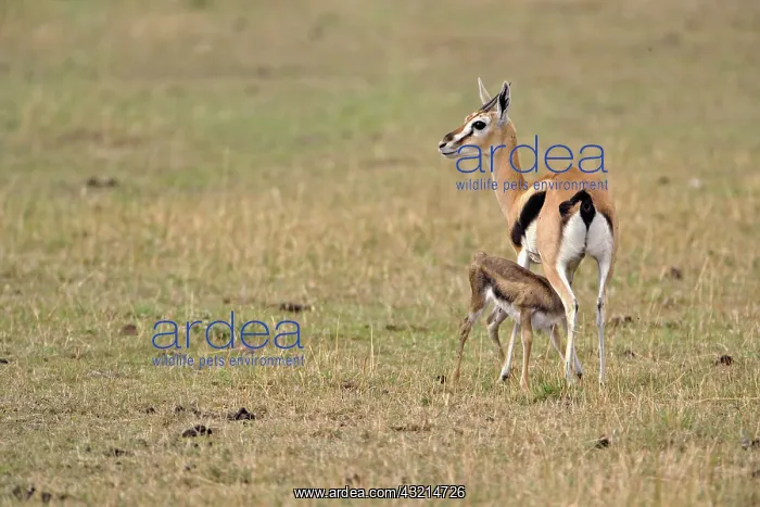 : Thomson's Gazelle with newborn baby nursing : Thomson's Gazelle with newborn baby nursing