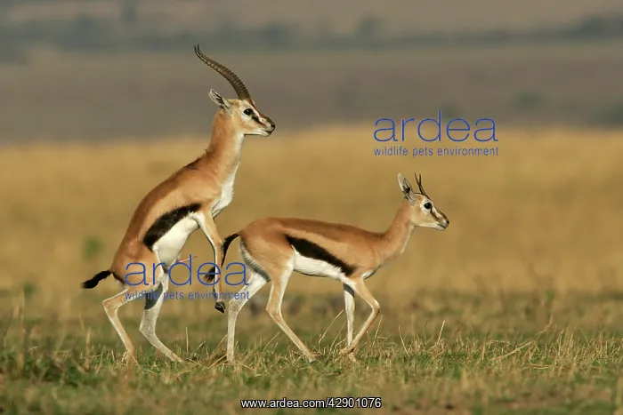 : Thomson's Gazelle - pair about to mate : Thomson's Gazelle - pair about to mate