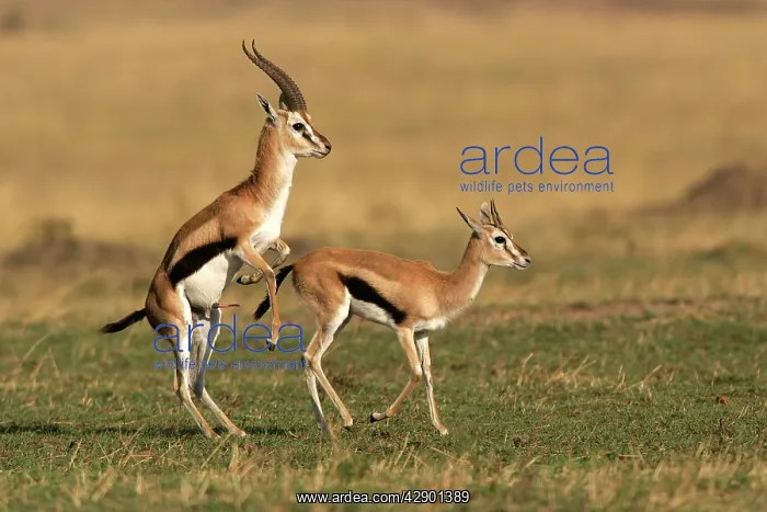 : Thomson's Gazelle - pair about to mate : Thomson's Gazelle - pair about to mate