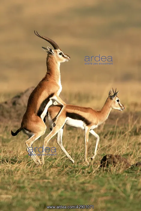 : Thomson's Gazelle - pair mating : Thomson's Gazelle - pair mating
