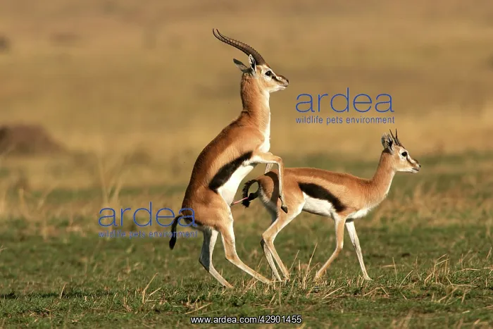  : Thomson's Gazelle - pair mating