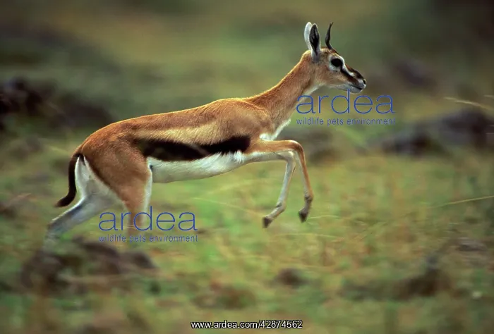 : Thomson's Gazelle - running : Thomson's Gazelle - running