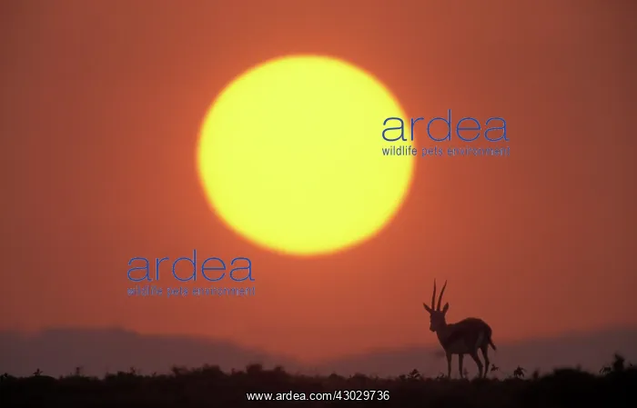 : Thomson's Gazelle sunset : Thomson's Gazelle sunset