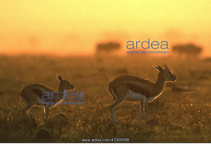  : THOMSON'S GAZELLE - sunset, under the rain