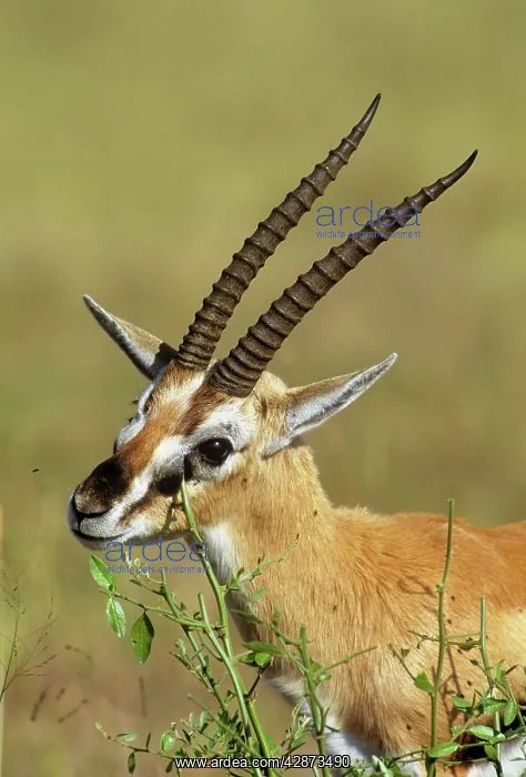  : Thomson's Gazelle - territorial scent marking