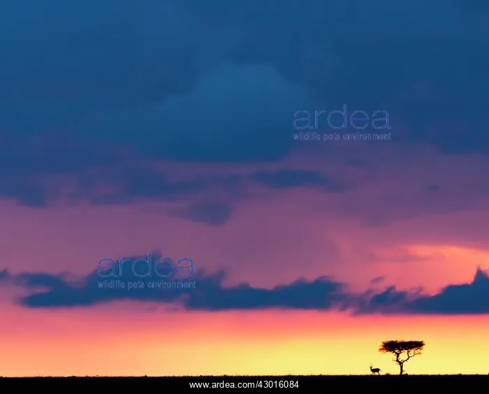 : Thomson's Gazelle under a tree at dusk sunset : Thomson's Gazelle under a tree at dusk sunset
