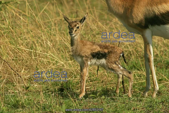 : Thomson's Gazelle - Young : Thomson's Gazelle - Young