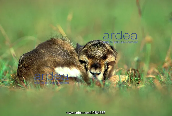 : Thomson's Gazelle - Young, lying down : Thomson's Gazelle - Young, lying down