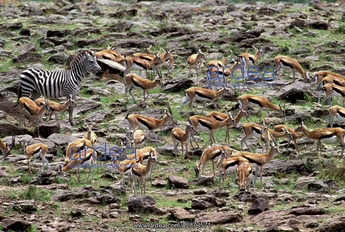 : Thomson's Gazelle & Zebra : Thomson's Gazelle & Zebra