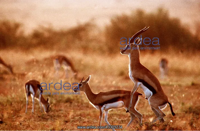  : THOMSON'S GAZELLES - mating