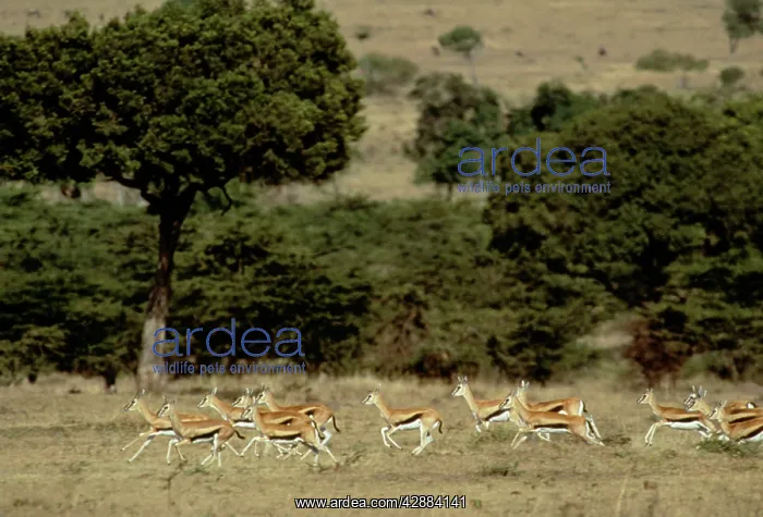 : Thomson's GAZELLES - running herd