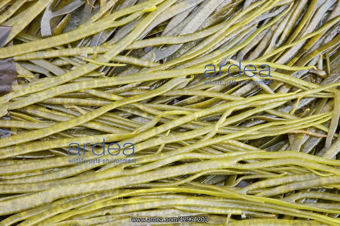 : Thongweed - exposed at low tide : Thongweed - exposed at low tide