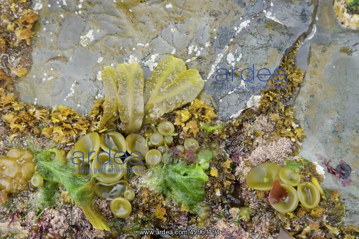 : Thongweed - showing toadstool shaped growth around : Thongweed - showing toadstool shaped growth around