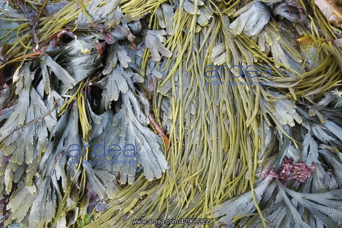 : Thongweed - and Toothed Wrack (Fucus serratus) : Thongweed - and Toothed Wrack (Fucus serratus)