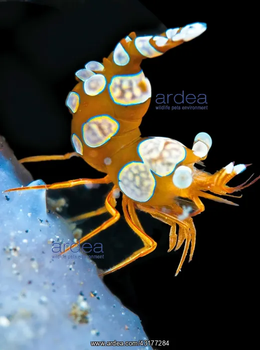 : Thor shrimp (Thor amboinensis), Lembeh, North Sulawesi : Thor shrimp (Thor amboinensis), Lembeh, North Sulawesi