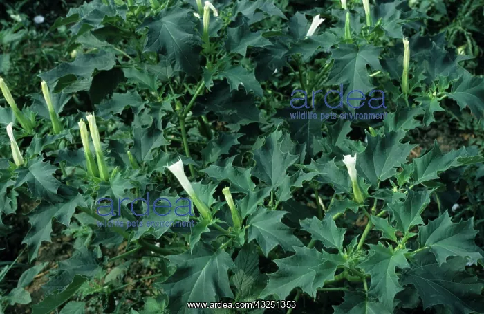 : Thorn Apple in Flower : Thorn Apple in Flower