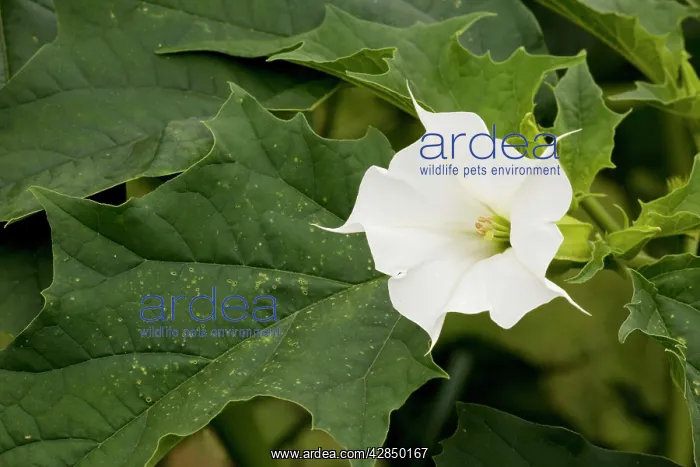 : Thorn Apple - in flower and fruit. Naturalised in UK : Thorn Apple - in flower and fruit. Naturalised in UK