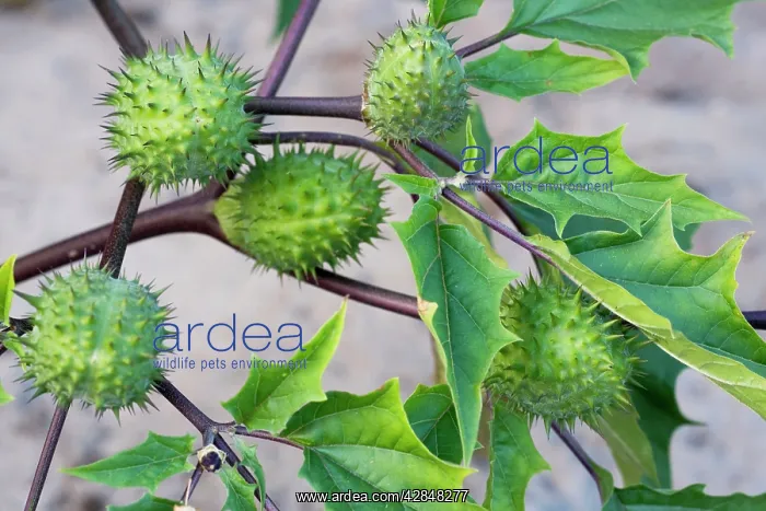 : Thorn Apple of Jimson Weed : Thorn Apple of Jimson Weed