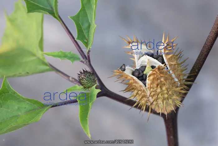 : Thorn Apple of Jimson Weed of Datura : Thorn Apple of Jimson Weed of Datura