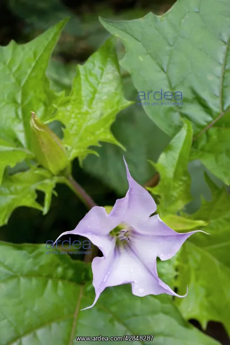 : Thorn Apple of Jimson Weed of Datura : Thorn Apple of Jimson Weed of Datura