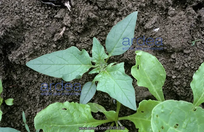 : Thorn apple plant : Thorn apple plant