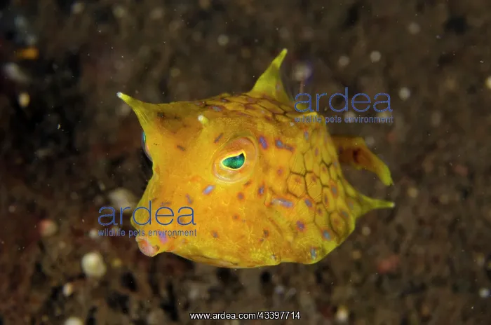 : Thornback Cowfish : Thornback Cowfish