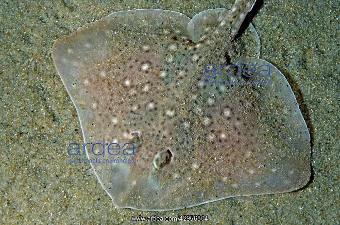 : Thornback Ray buried in sand on the sea bed : Thornback Ray buried in sand on the sea bed