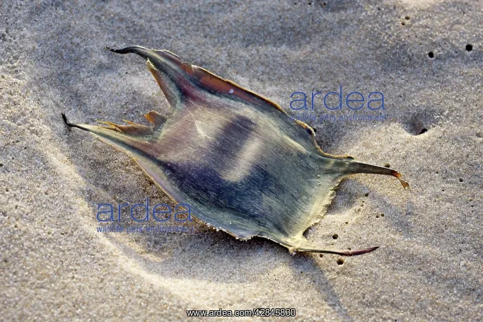 : Thornback Ray - ray eggcase on the beach : Thornback Ray - ray eggcase on the beach