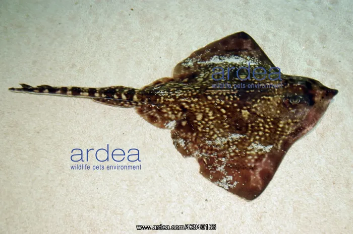 : Thornback ray - on seabed : Thornback ray - on seabed