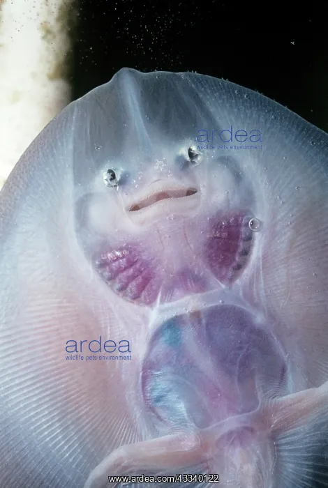 : Thornback Skate fish - underside of young : Thornback Skate fish - underside of young