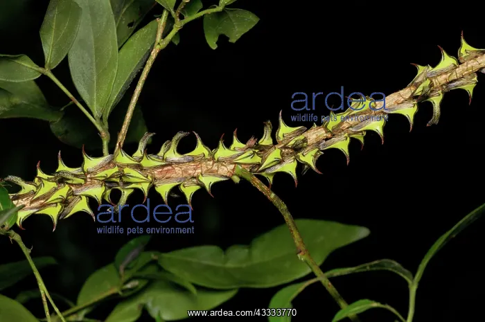 : Thornbug mimicry : Thornbug mimicry