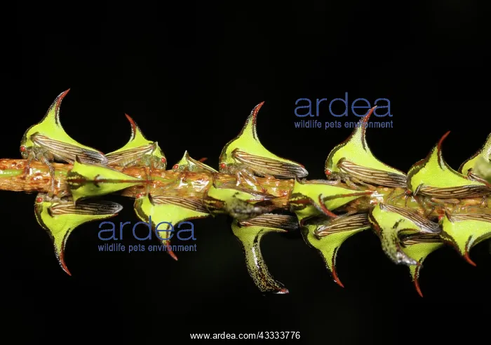 : Thornbug mimicry : Thornbug mimicry