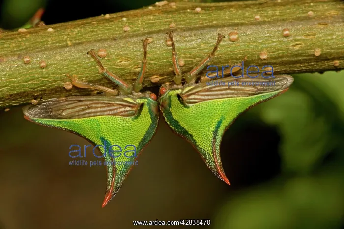 : Thornbugs (Umbonia ). Costa Rica. family membracidae : Thornbugs (Umbonia ). Costa Rica. family membracidae