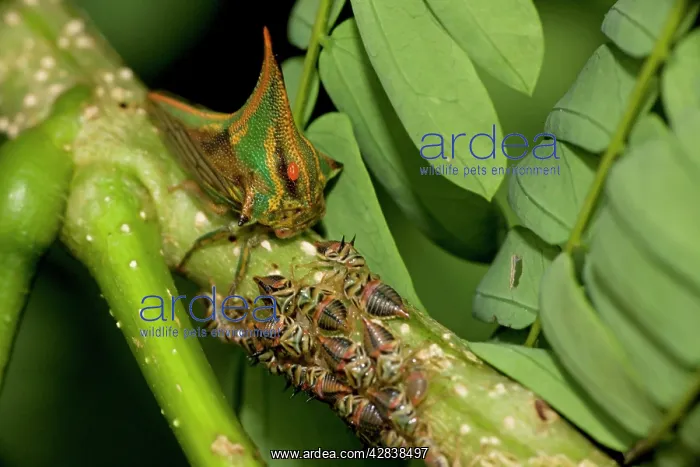: Thornbugs (Umbonia ). Costa Rica. family membracidae : Thornbugs (Umbonia ). Costa Rica. family membracidae