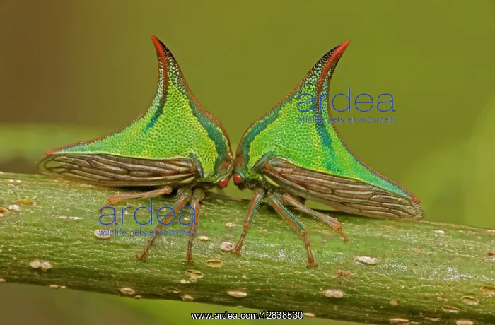 : Thornbugs (Umbonia). Costa Rica. family membracidae : Thornbugs (Umbonia). Costa Rica. family membracidae