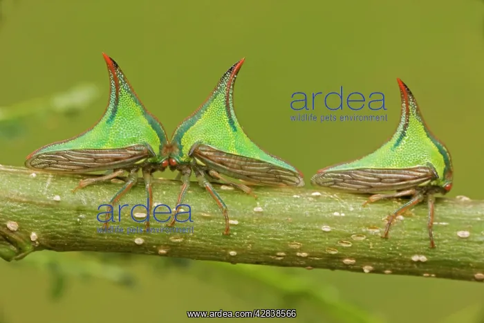 : Thornbugs (Umbonia ). Costa Rica. family membracidae : Thornbugs (Umbonia ). Costa Rica. family membracidae