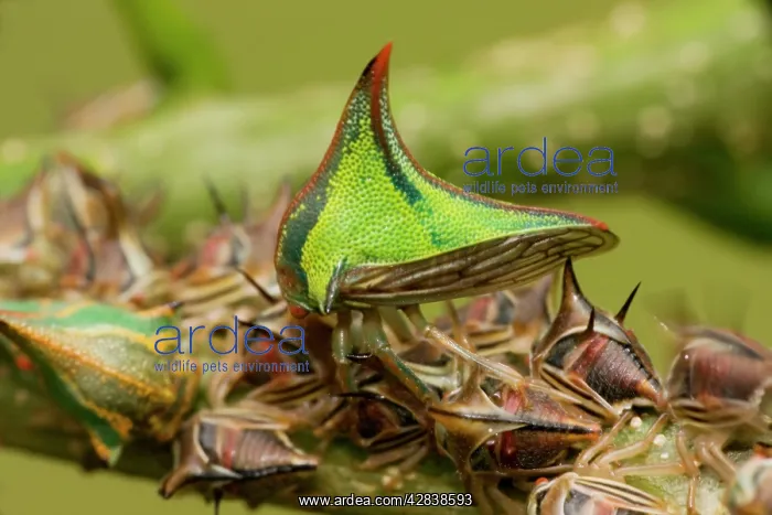 : Thornbugs (Umbonia ). Costa Rica. family membracidae : Thornbugs (Umbonia ). Costa Rica. family membracidae