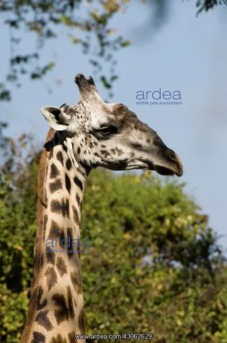 : Thornicroft Giraffe (Giraffa camelopardalis : Thornicroft Giraffe (Giraffa camelopardalis