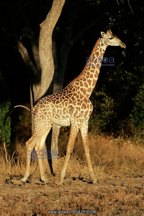 : THORNICROFT'S GIRAFFE : THORNICROFT'S GIRAFFE