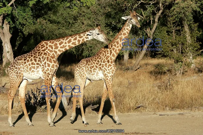 : Thornicroft's Giraffe - two : Thornicroft's Giraffe - two