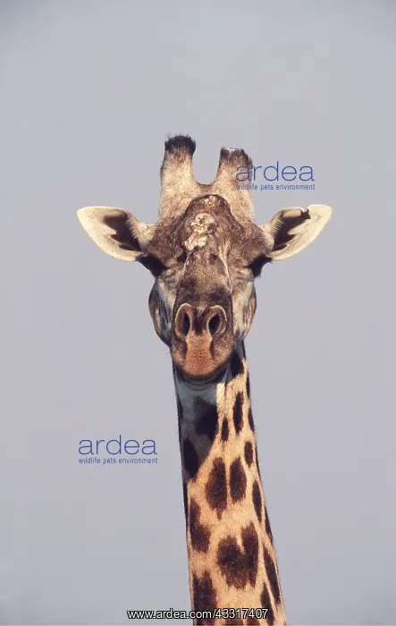 : THORNICROFT'S GIRAFFE - close-up of head : THORNICROFT'S GIRAFFE - close-up of head