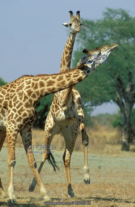 : Thornicroft's Giraffe - This endemic subspecies : Thornicroft's Giraffe - This endemic subspecies