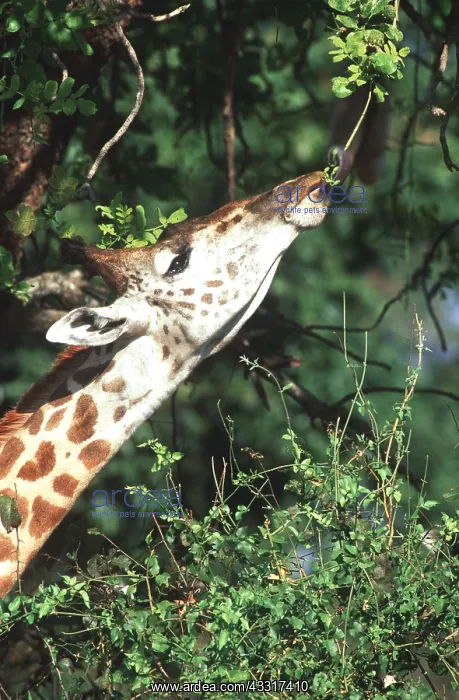 : THORNICROFT'S GIRAFFE - Female with extensible tongue : THORNICROFT'S GIRAFFE - Female with extensible tongue