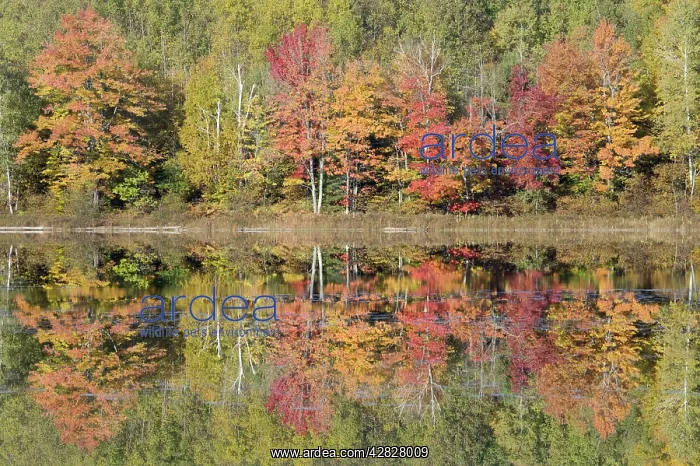 : Thornton Lake with Autumn Colours of Maples Reflected : Thornton Lake with Autumn Colours of Maples Reflected