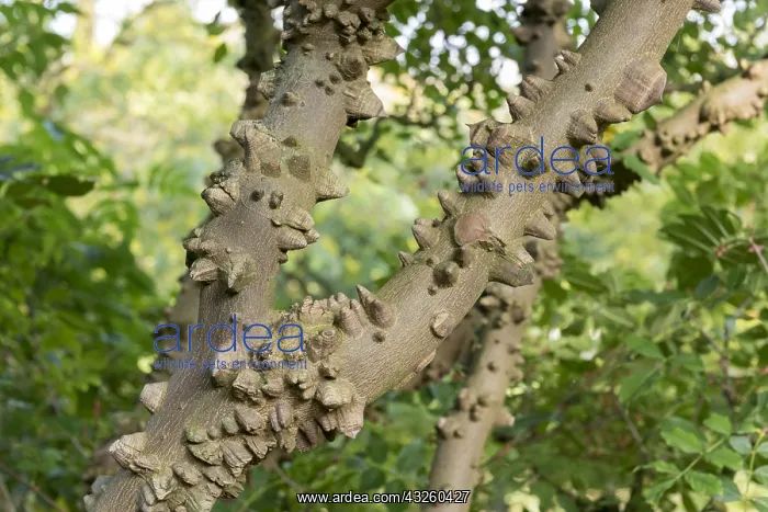 : Thorny bark of Common Pricklyash (Zanthoxylum americanum) : Thorny bark of Common Pricklyash (Zanthoxylum americanum)
