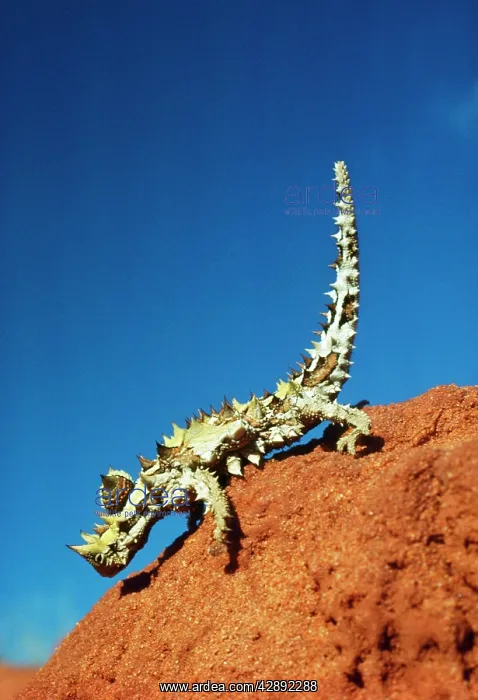 : THORNY DEVIL : THORNY DEVIL
