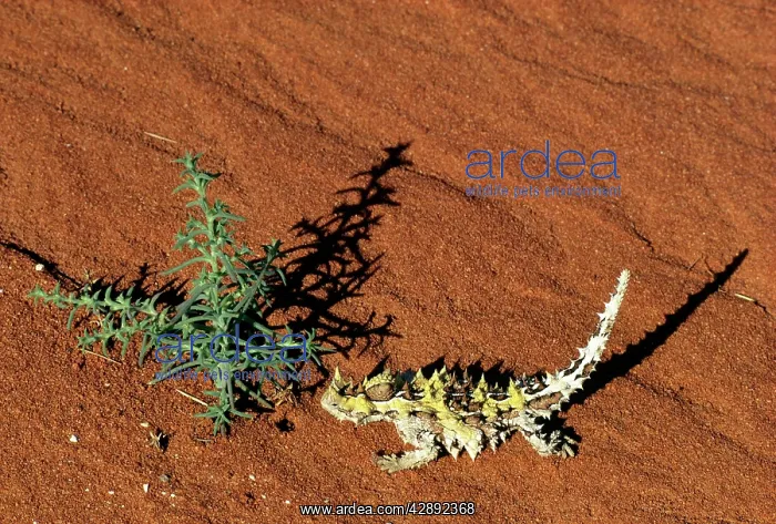  : THORNY DEVIL