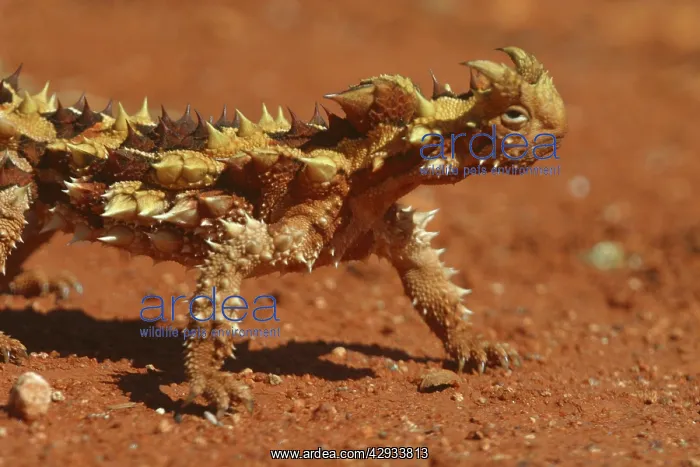 : Thorny Devil : Thorny Devil