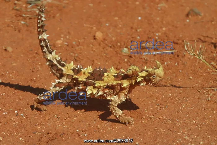 : Thorny Devil : Thorny Devil