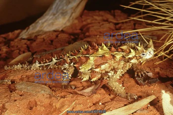 : Thorny Devil : Thorny Devil